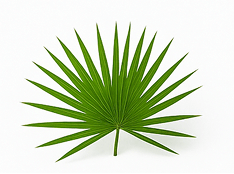 Saw Palmetto