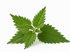 Stinging Nettle (Urtiga-dioica)
